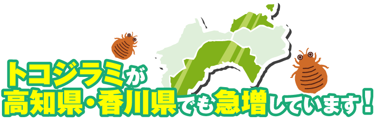 トコジラミが高知県・香川県でも急増しています！